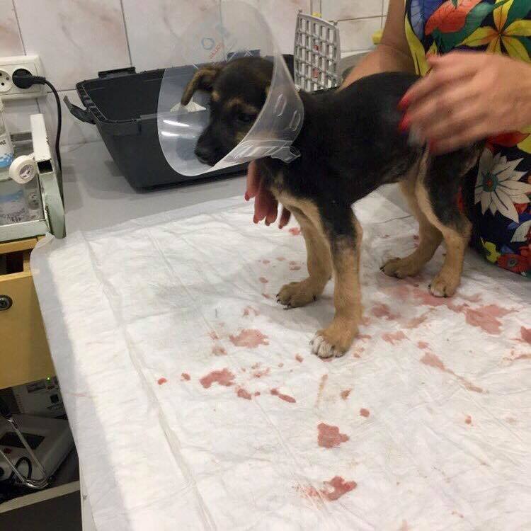 Нечеловеческая жестокость: в Днепре нелюди изнасиловали щенка палкой 1