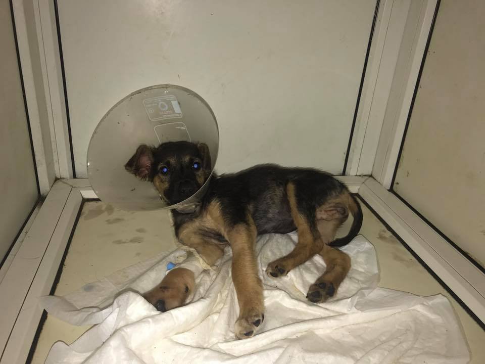 Нечеловеческая жестокость: в Днепре нелюди изнасиловали щенка палкой 2