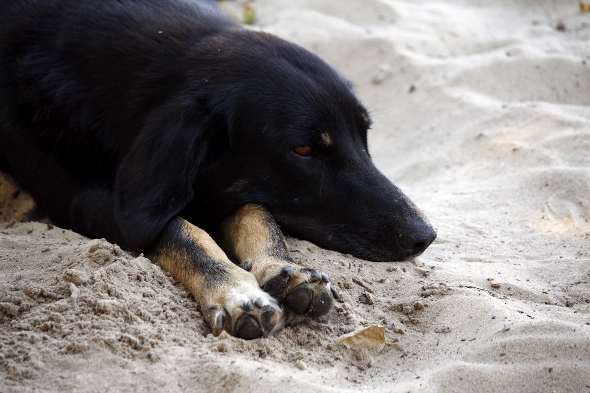 Жара в Днепре: как горожане отдыхают на Монастырском острове 16