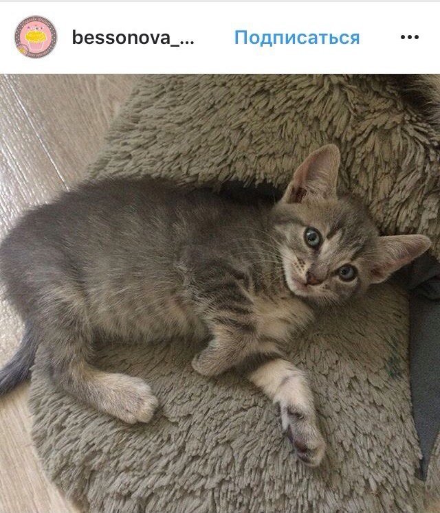Ко всемирному дню: подборка котиков из Instagram жителей Днепра 1