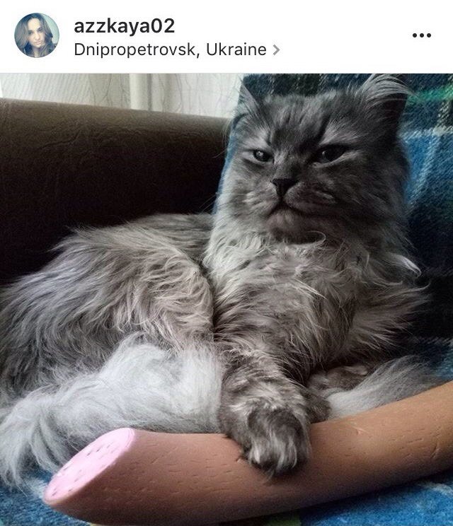 Ко всемирному дню: подборка котиков из Instagram жителей Днепра 2