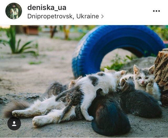 Ко всемирному дню: подборка котиков из Instagram жителей Днепра 3
