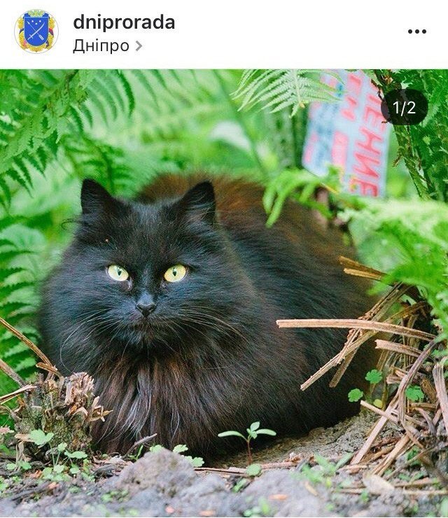 Ко всемирному дню: подборка котиков из Instagram жителей Днепра 6