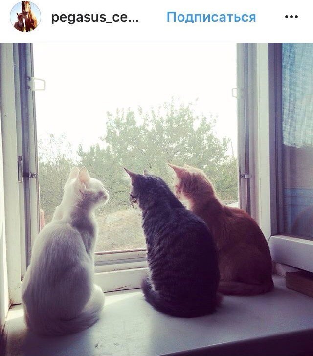 Ко всемирному дню: подборка котиков из Instagram жителей Днепра 7