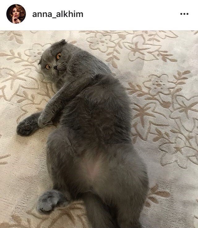Ко всемирному дню: подборка котиков из Instagram жителей Днепра 8