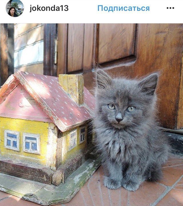 Ко всемирному дню: подборка котиков из Instagram жителей Днепра 9