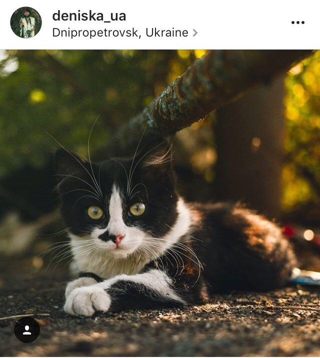 Ко всемирному дню: подборка котиков из Instagram жителей Днепра 10