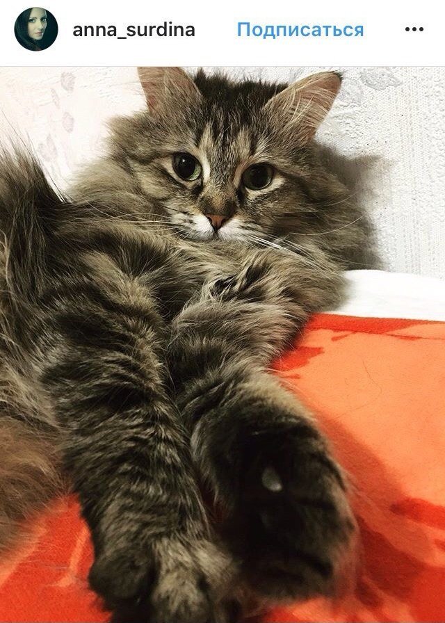 Ко всемирному дню: подборка котиков из Instagram жителей Днепра 11