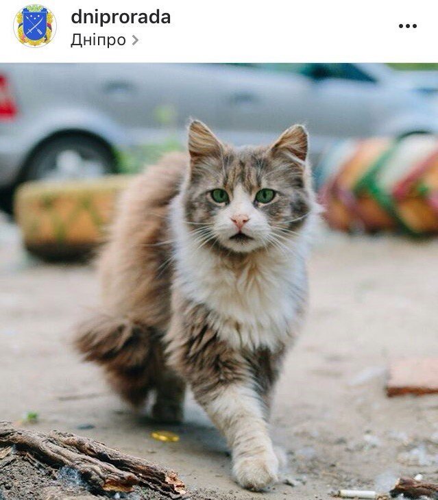 Ко всемирному дню: подборка котиков из Instagram жителей Днепра 12