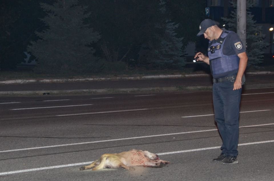 На Слобожанском проспекте водитель Nissan сбил животное и врезался в автозаправку 2