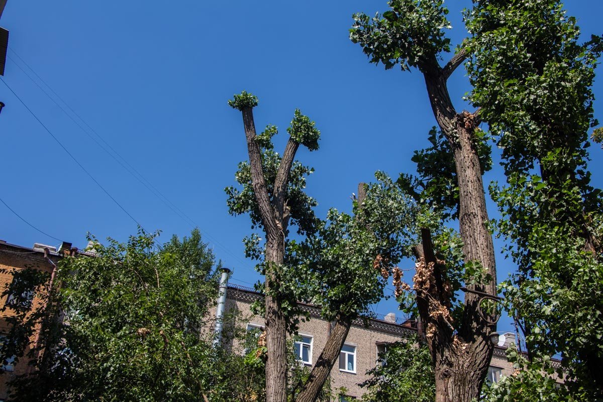 В центре Днепра из-за спила деревьев переругались жильцы многоэтажки 3