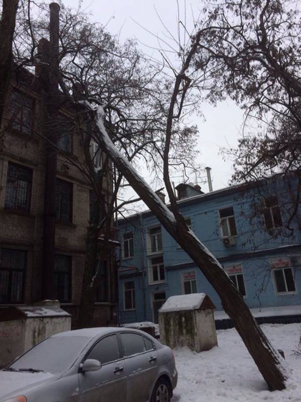 В Днепре обновляют зеленые зоны: вместо семидесятилетних тополей - молодые клены 3
