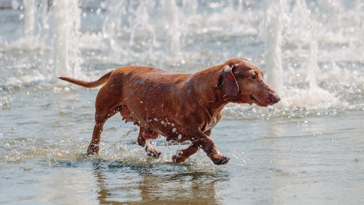 Море эмоций и душ из пожарного брандспойта: в Днепре прошла финальная водная битва 26