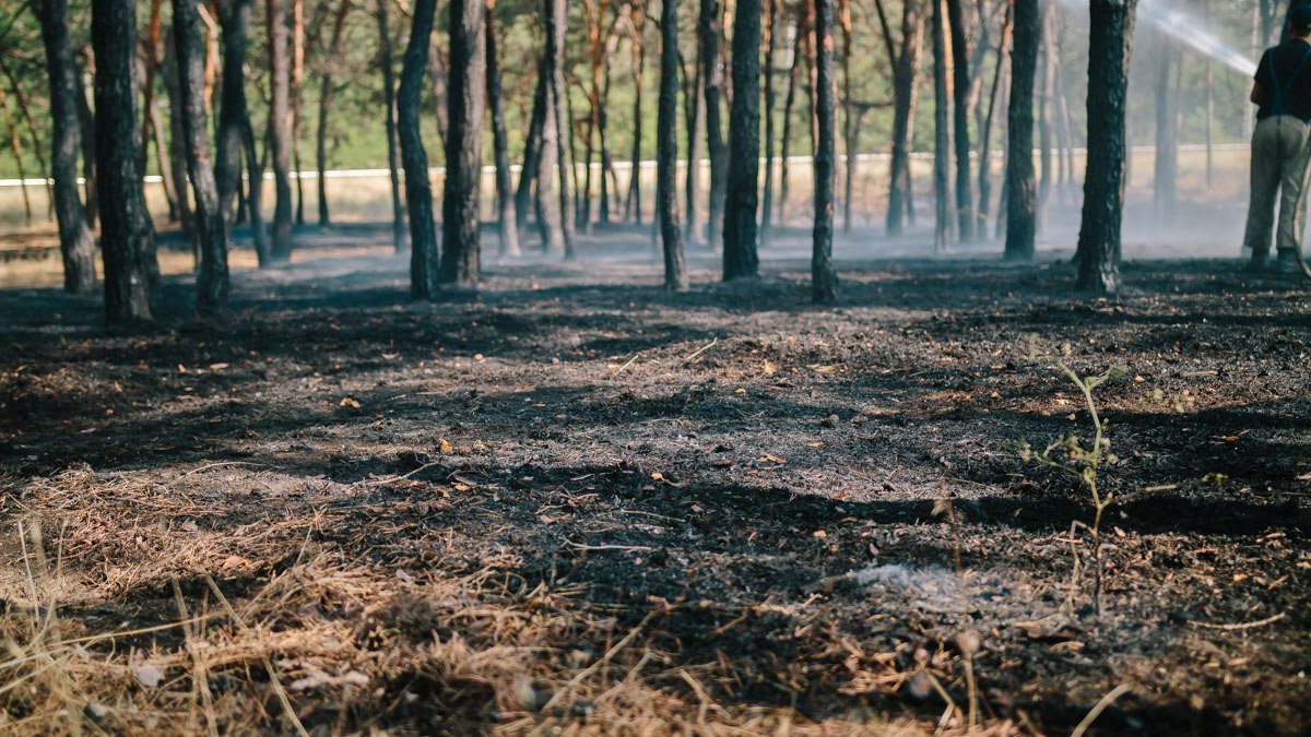 На левом берегу Днепра очередной пожар 6