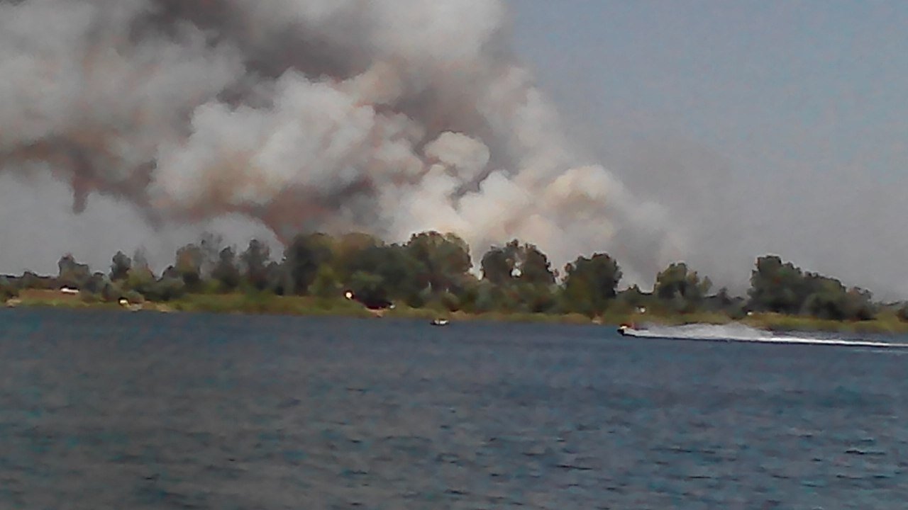 Под Днепром загорелся хвойный лес 2