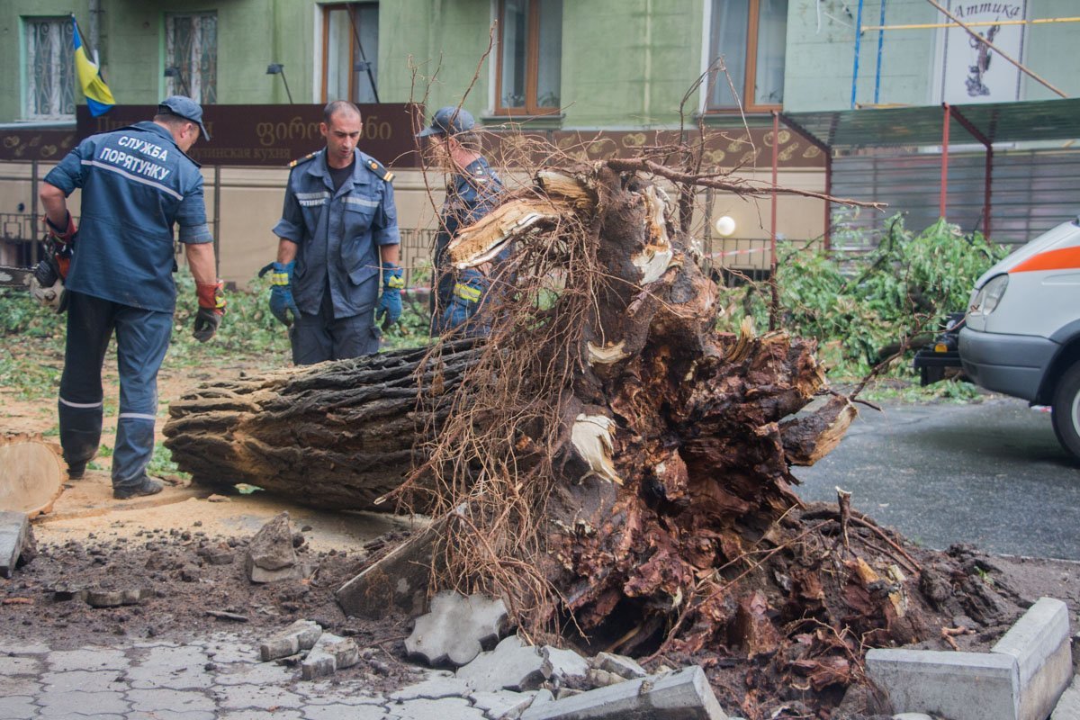 В центре Днепра на машину упало дерево 7