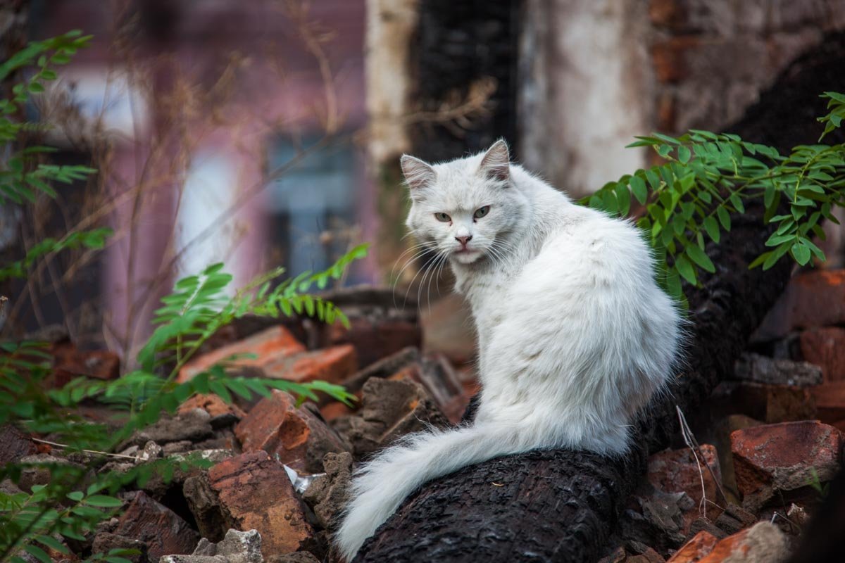 В центре Днепра балкон здания обвалился на автомобиль 7