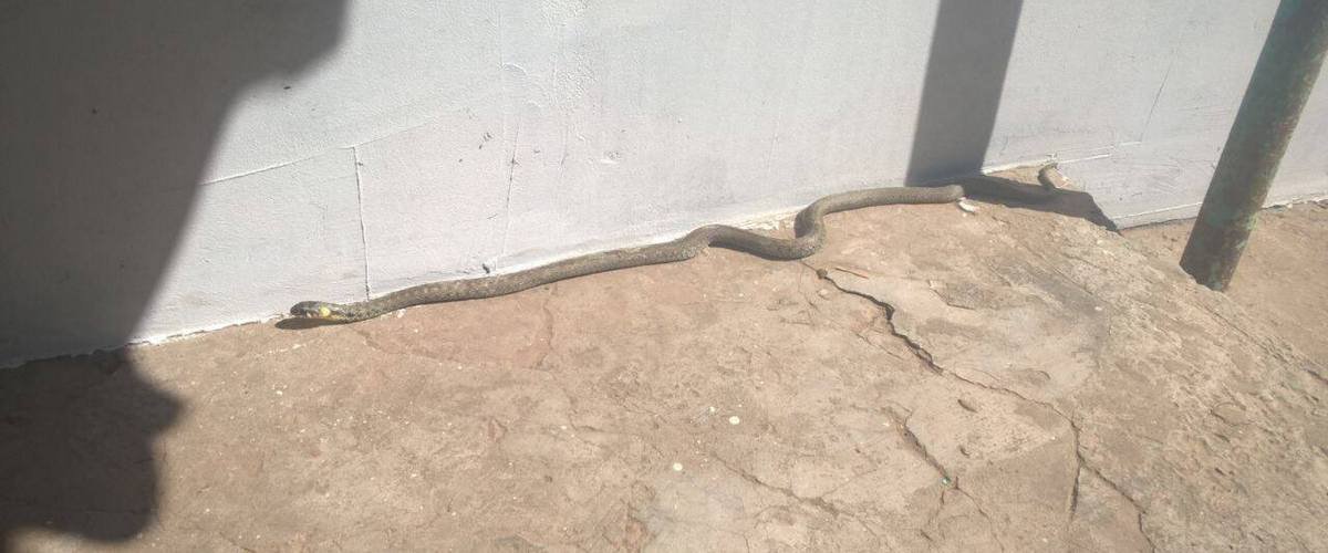 В Днепре змея заползла в жилой дом и напугала хозяев 1