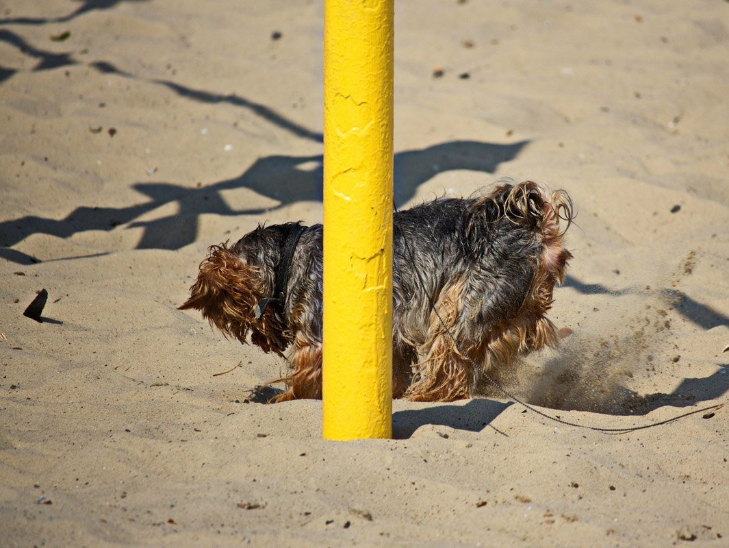 Последние теплые деньки: как жители Днепра провожают лето на пляжах 5