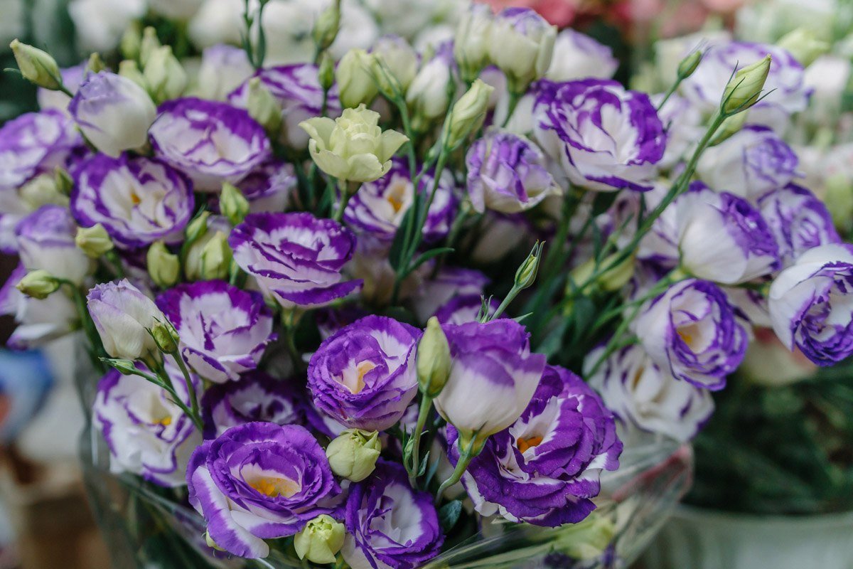 Цветочная лихорадка: жители Днепра массово покупают цветы к 1 сентября 2