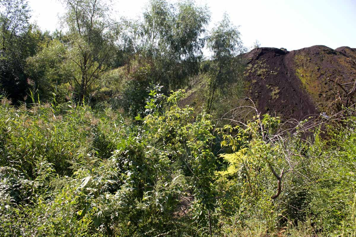 В Днепре в балке нашли труп: подробности 2