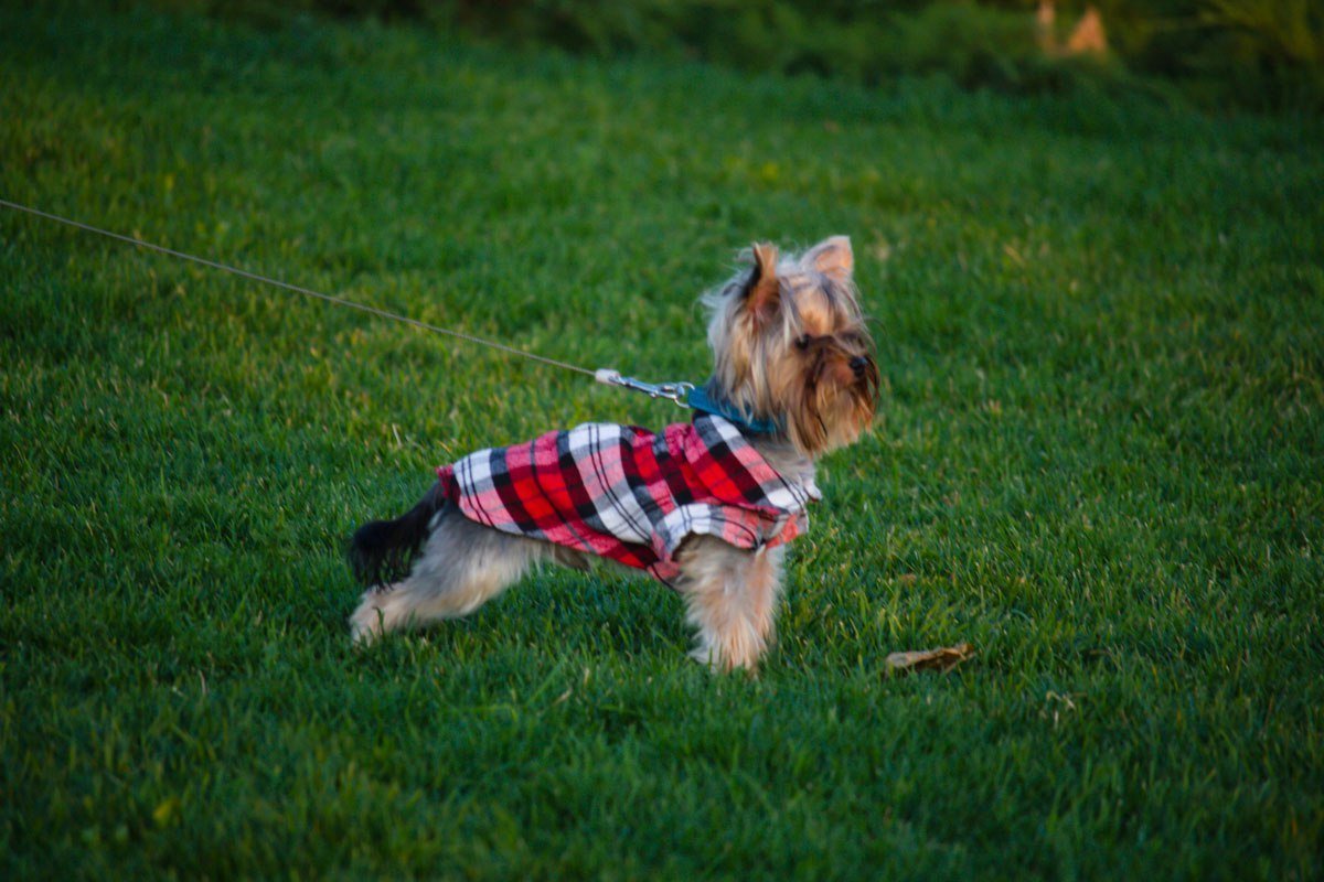 Как выглядит яхт-клуб и искусственная коса на Победе с высоты птичьего полета 3