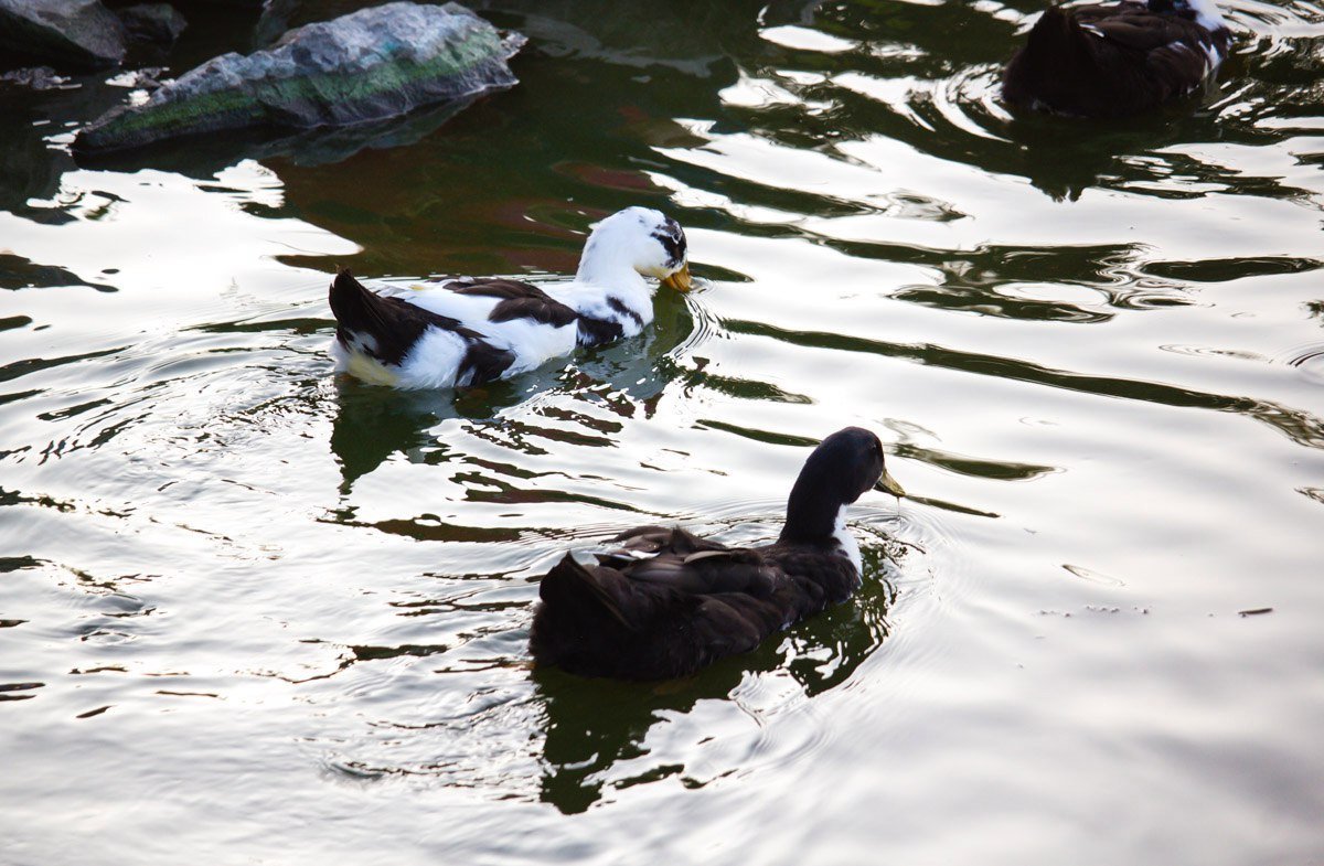 Как выглядит яхт-клуб и искусственная коса на Победе с высоты птичьего полета 6
