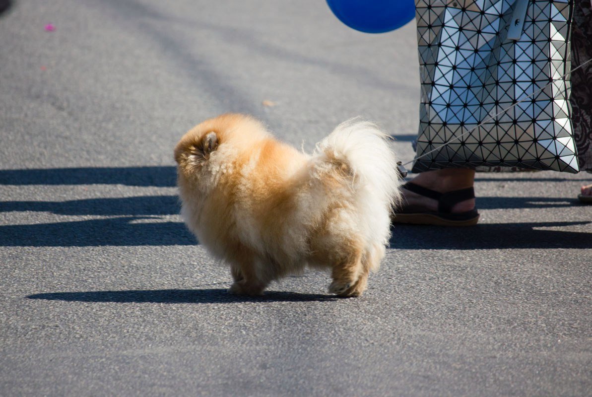 Информатор вышел «на охоту» в Днепре: ищите себя на фотографиях 24