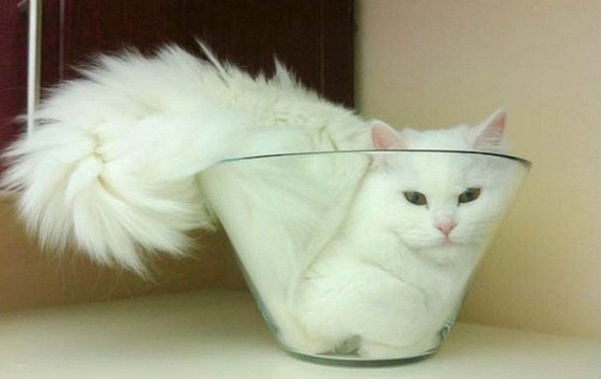 Объятия с крокодилом и жидкие котики: за что вручают Шнобелевскую премию 1