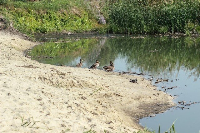 Річку Мокра Сура розчистили в Дніпровському районі, – Валентин Резніченко 2