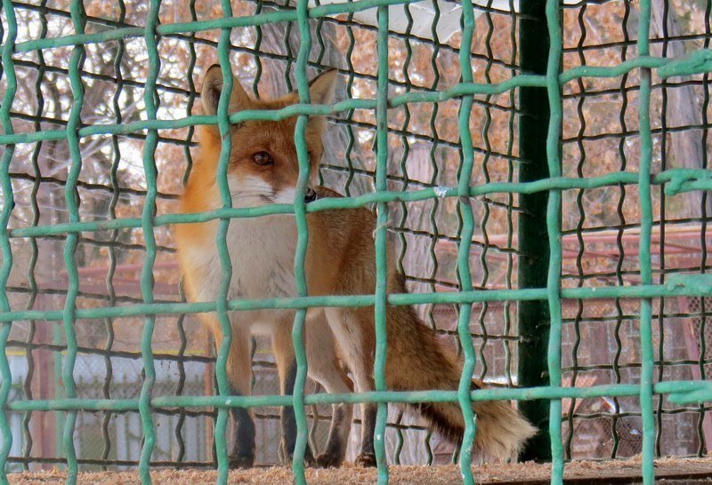 Лисиц из бывшего зоопарка на Монастырском перевезут в Прикарпатье 1
