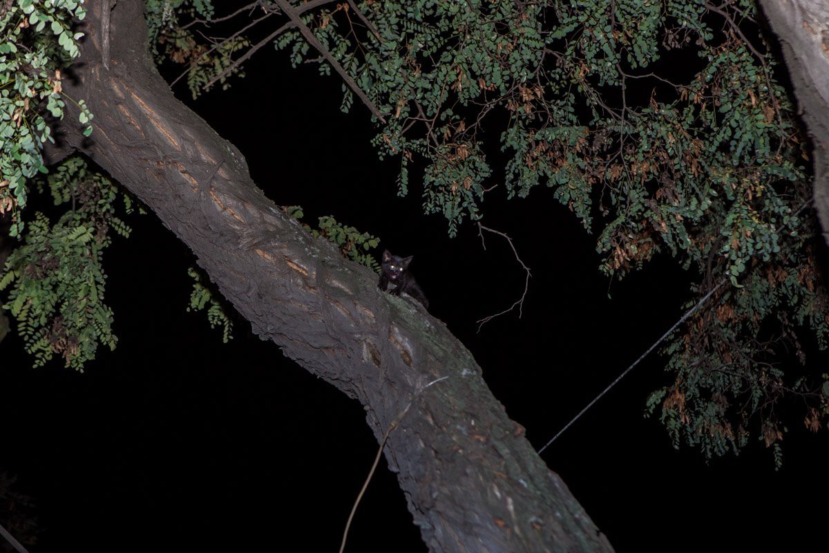 На полицейском авто к ветеринару: как в Днепре спасали котенка 1