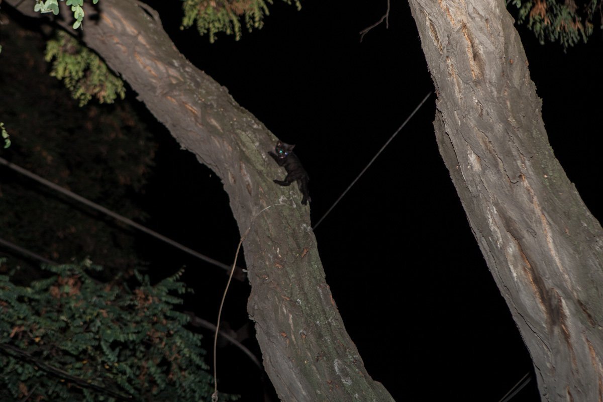 На полицейском авто к ветеринару: как в Днепре спасали котенка 4