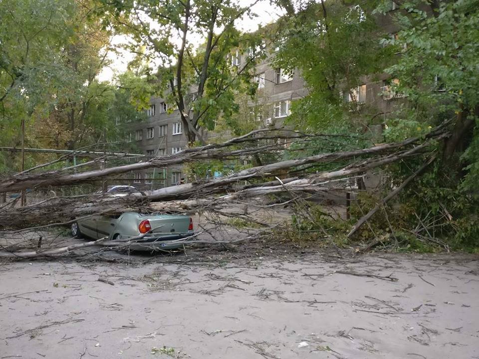 На Котляревского дерево раздавило Renault 2