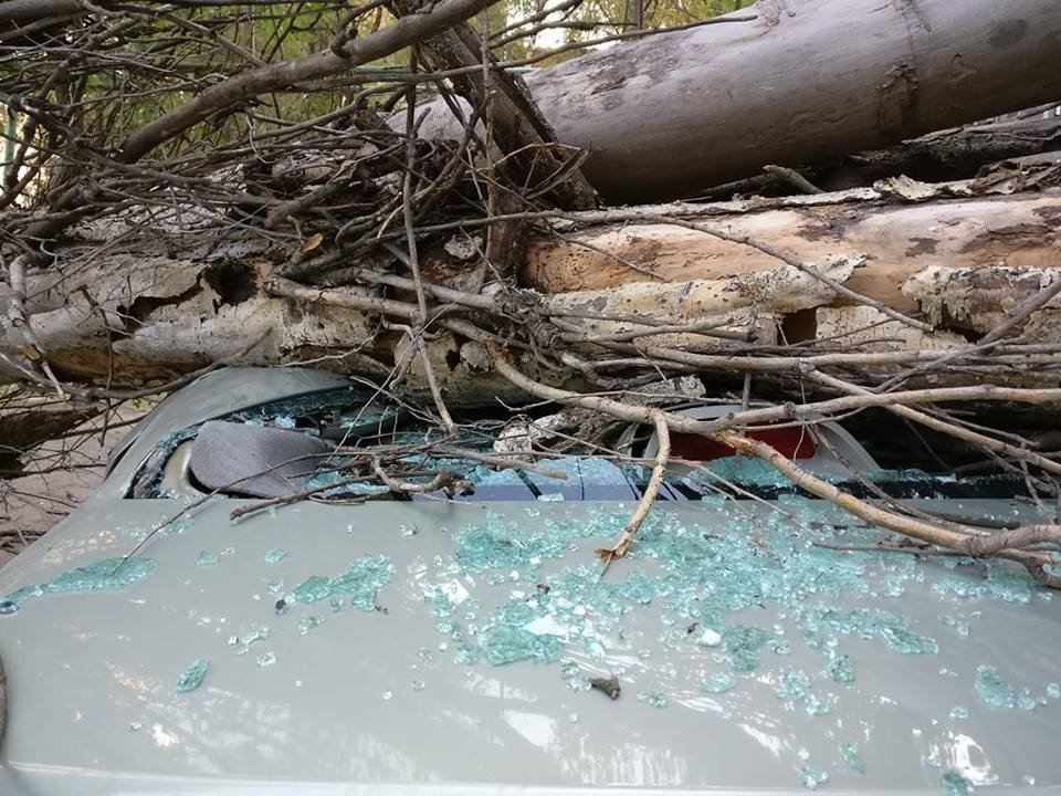 На Котляревского дерево раздавило Renault 3