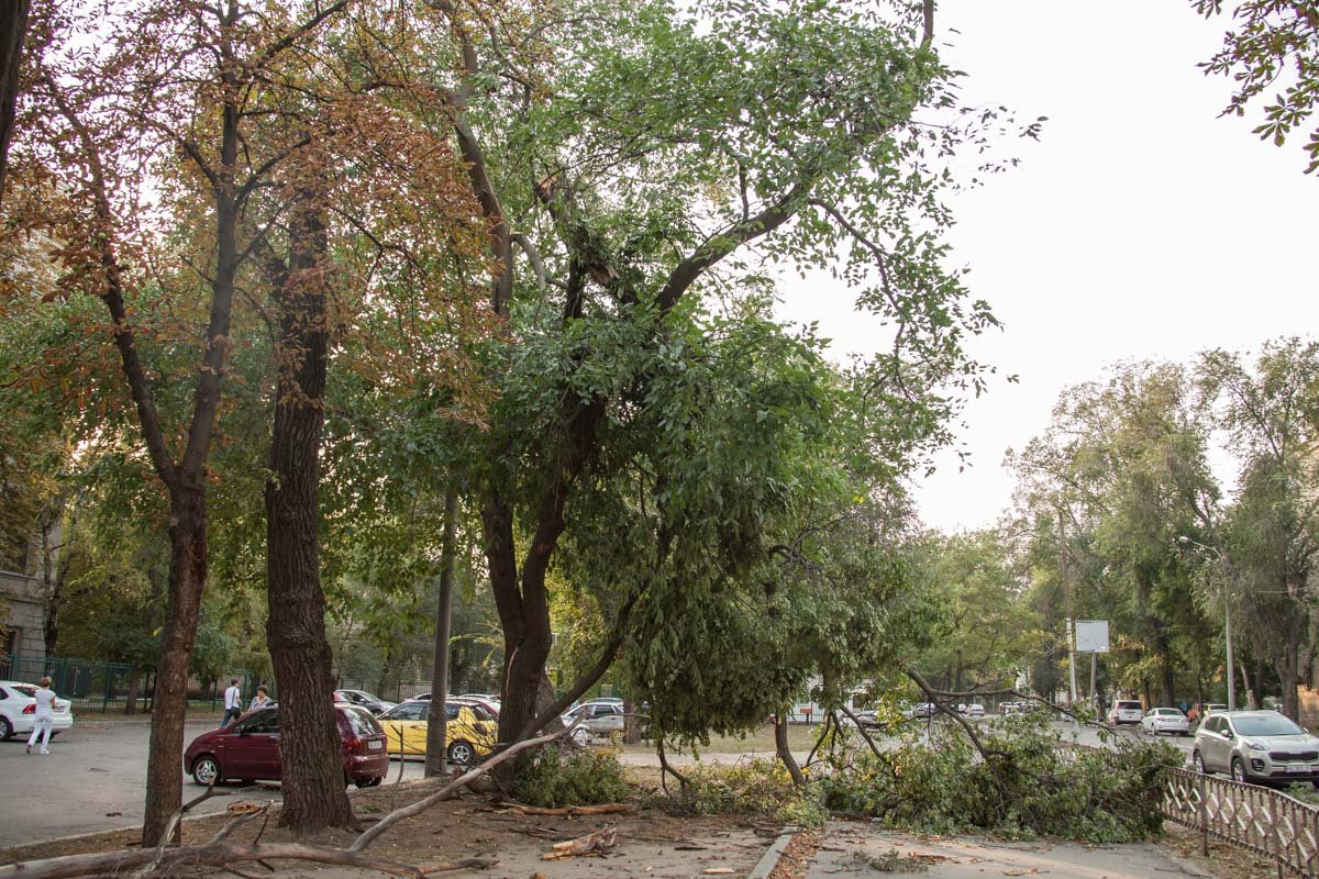 Шквальный ветер и поваленные деревья: Днепр накрыла непогода 1