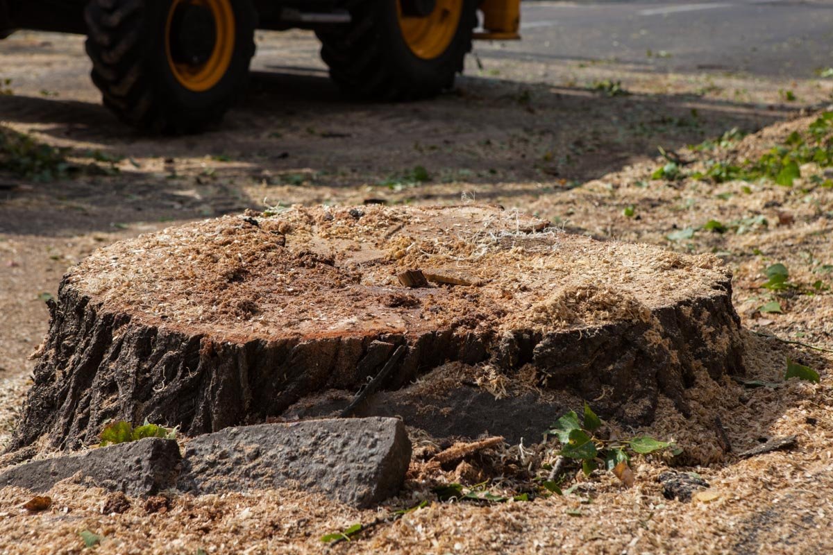 Непогода в Днепре: Горзеленстрой продолжает убирать деревья 2