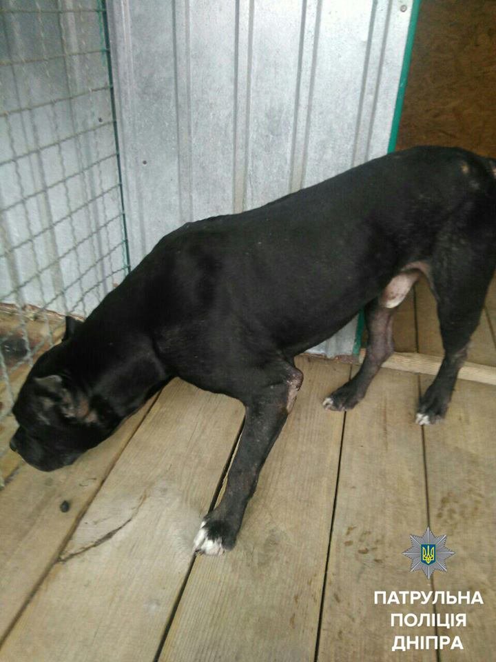 Минутка добра: патрульные помогли мужчине найти его собаку 1