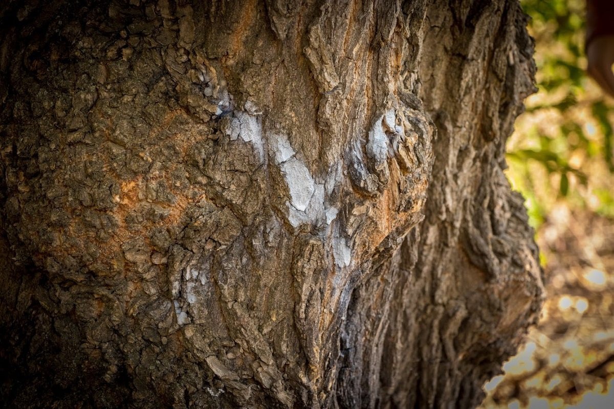 Тщательное обследование: в Днепре комиссия по аварийным деревьям работает в усиленном режиме 2