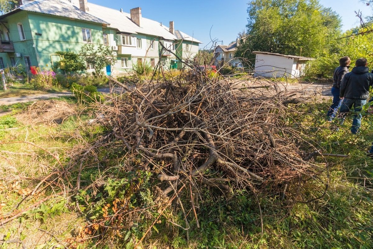 Тщательное обследование: в Днепре комиссия по аварийным деревьям работает в усиленном режиме 4