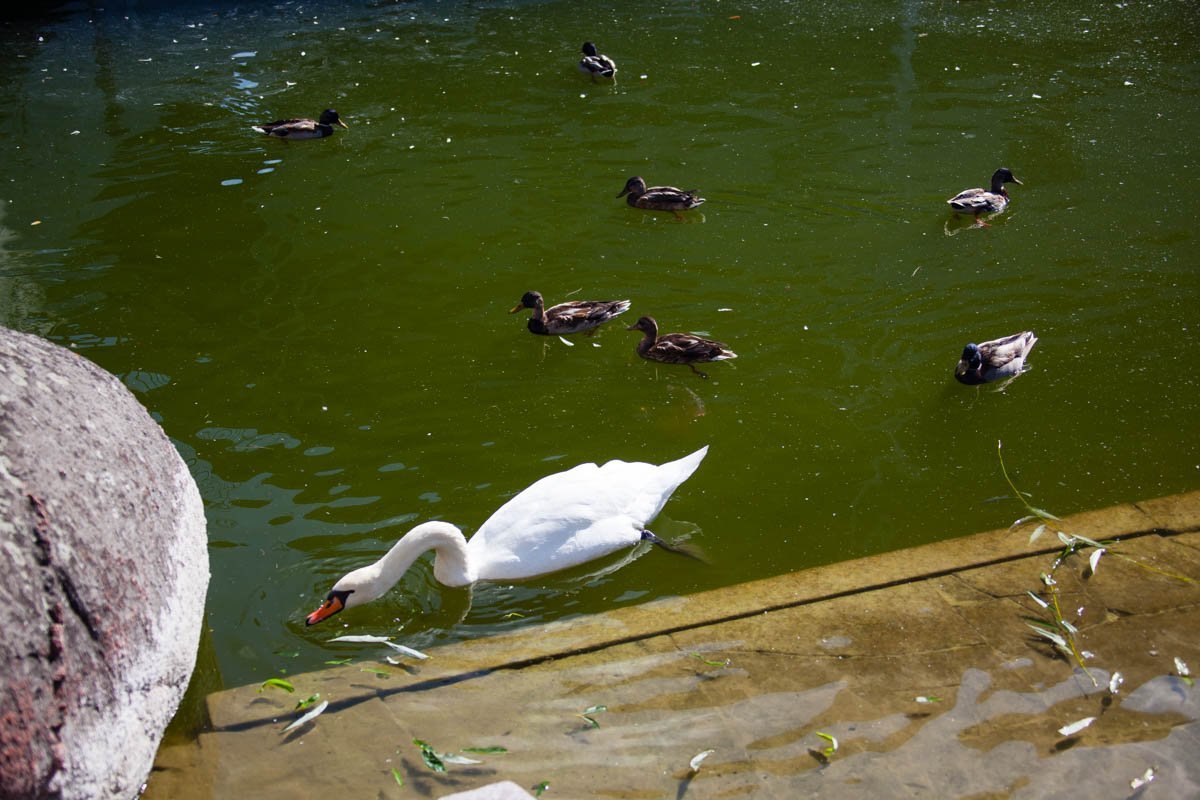 В Днепре в парке Глобы пропали лебеди: узнай причины 1