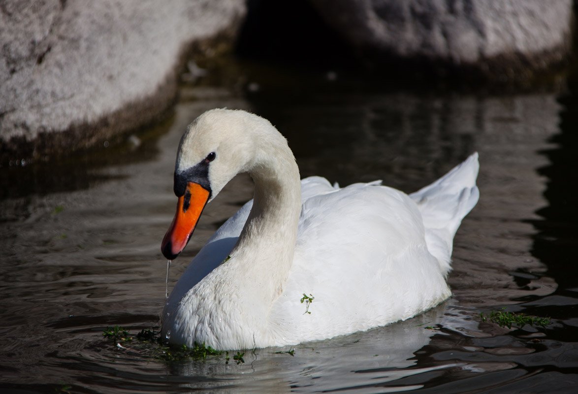 В Днепре в парке Глобы пропали лебеди: узнай причины 2