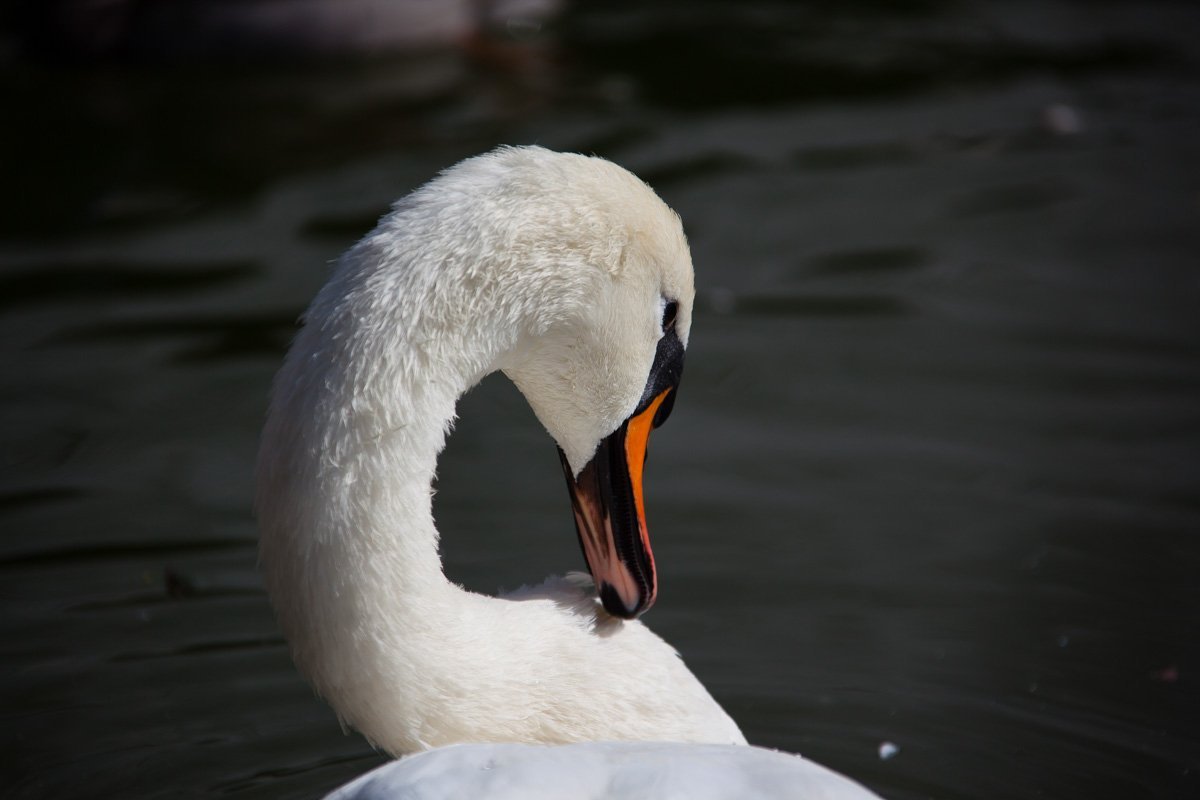 В Днепре в парке Глобы пропали лебеди: узнай причины 3