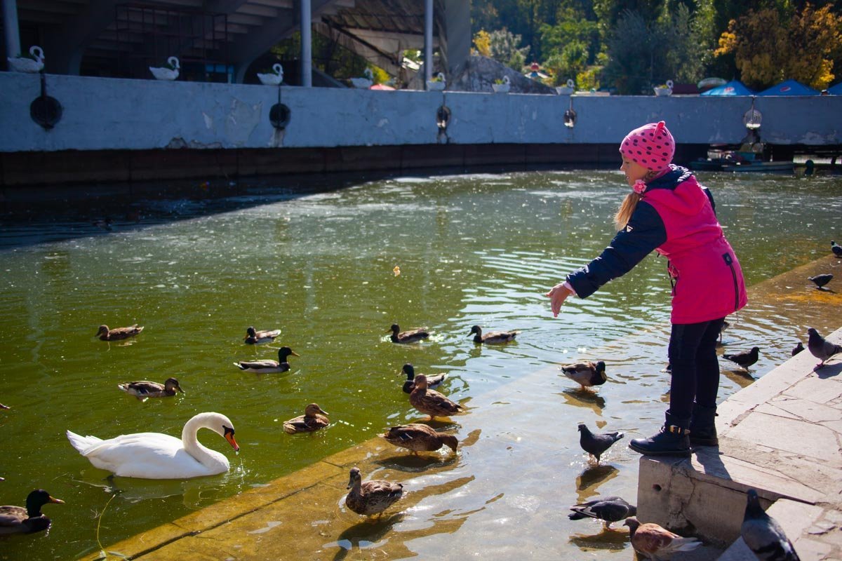В Днепре в парке Глобы пропали лебеди: узнай причины 4