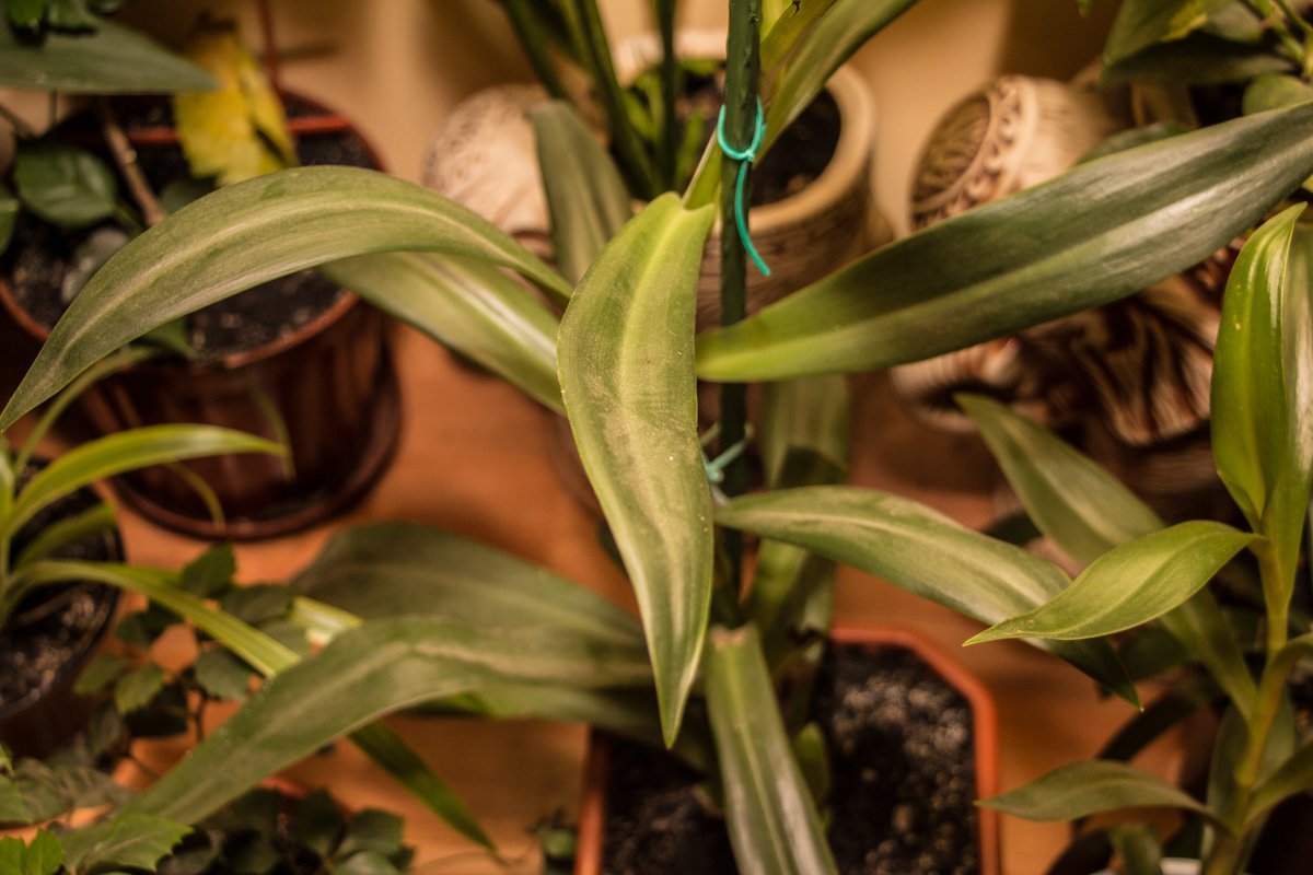 Проверено Информатором: ревизия в "Дамодаре" 8