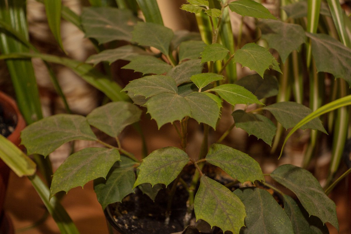 Проверено Информатором: ревизия в "Дамодаре" 9