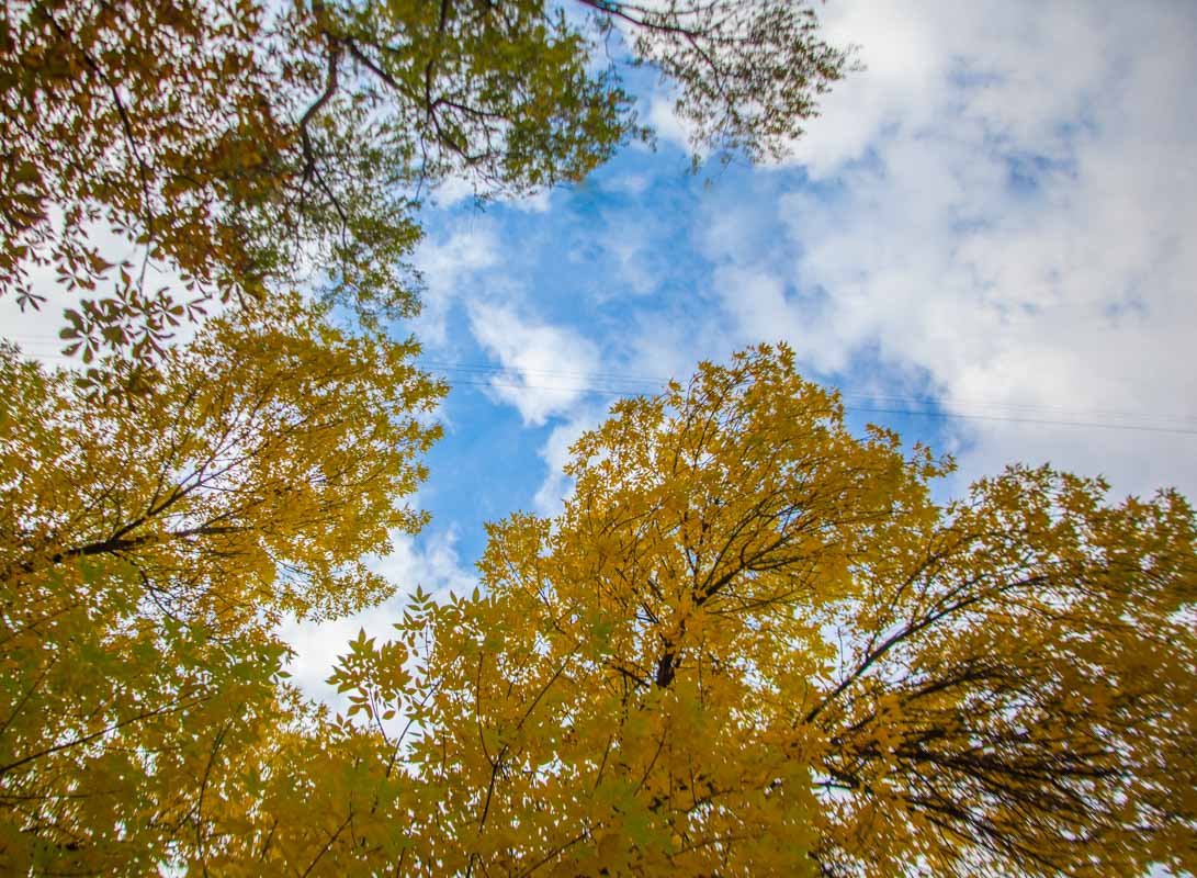 Солнце, каштаны и желтые листья: как выглядит Днепр в последние теплые дни осени 6