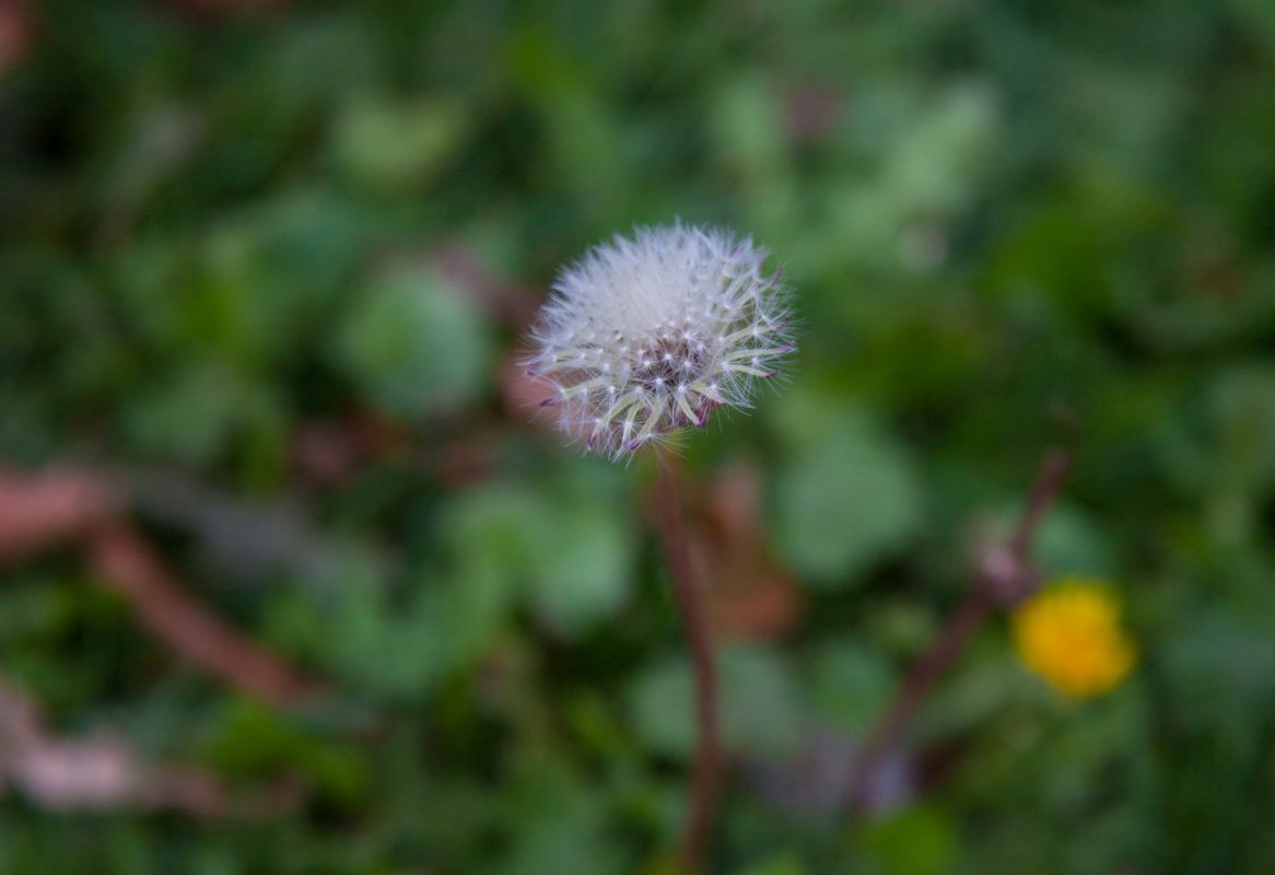 Солнце, каштаны и желтые листья: как выглядит Днепр в последние теплые дни осени 16