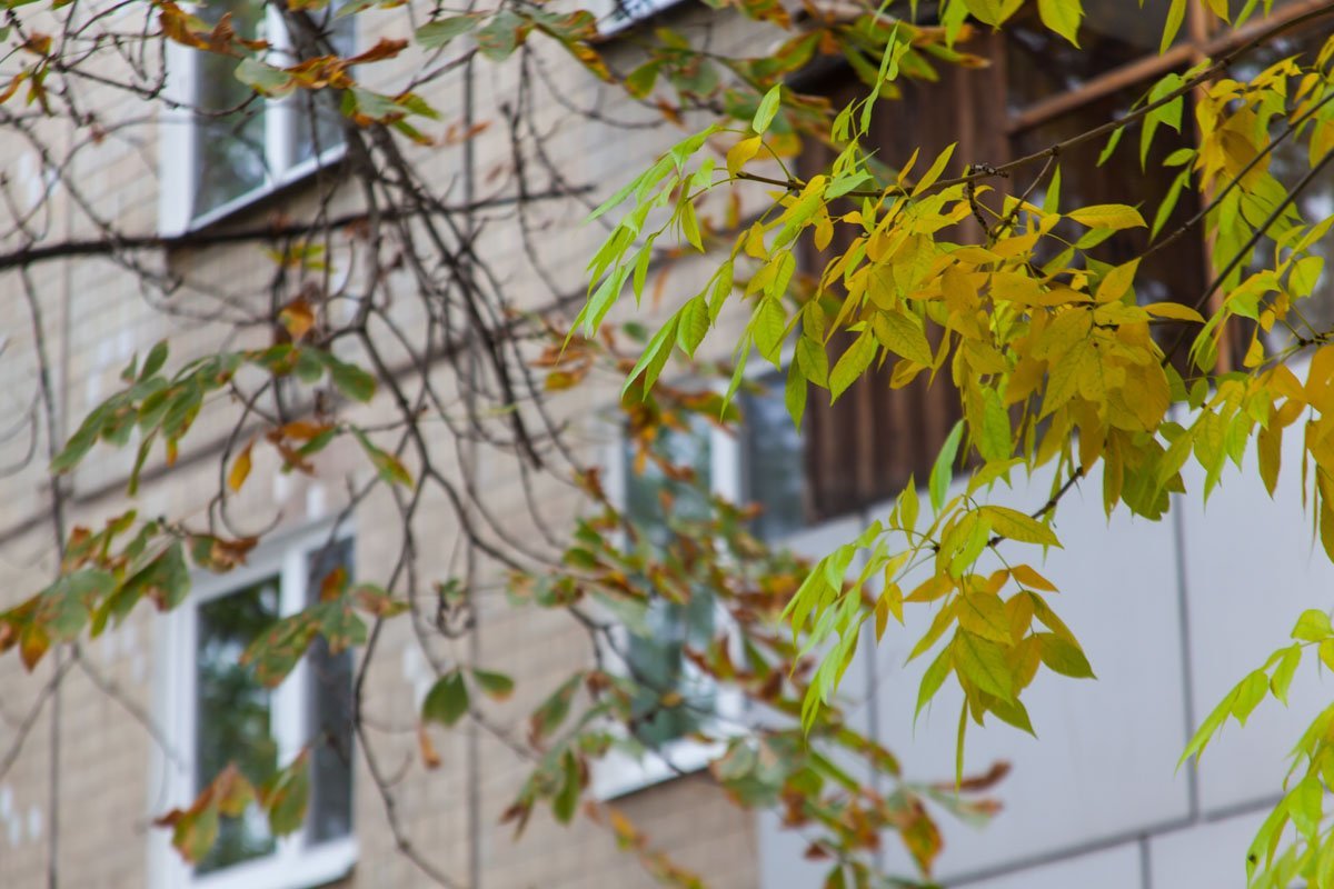 Солнце, каштаны и желтые листья: как выглядит Днепр в последние теплые дни осени 18