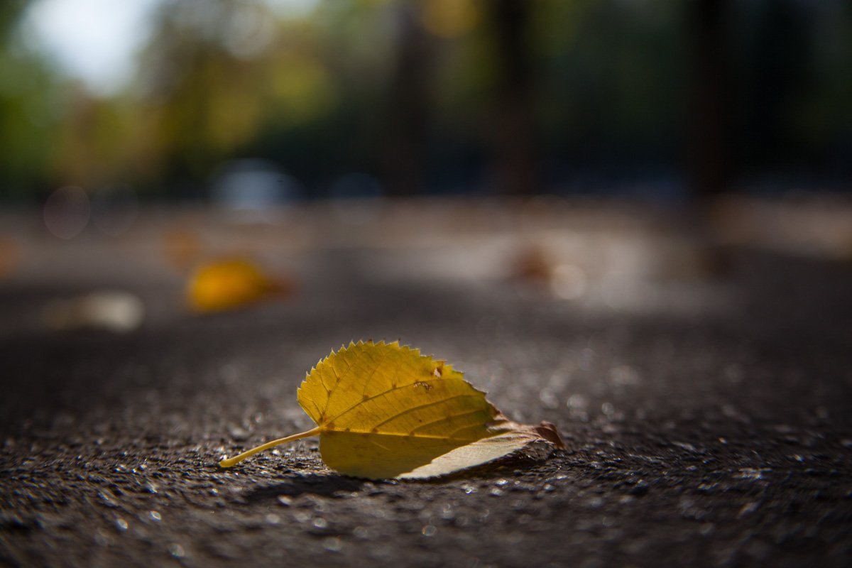 Солнце, каштаны и желтые листья: как выглядит Днепр в последние теплые дни осени 19